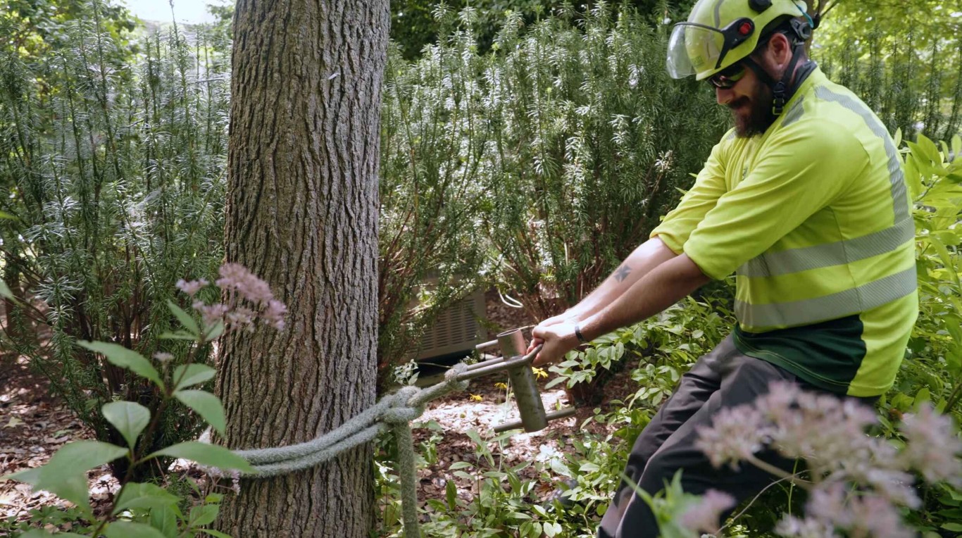 Certified arborist safely removing tree with rope in Quincy, IL